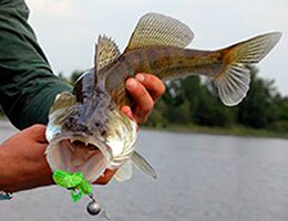 Ловля судака на чебурашку